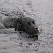 Labrador retriever Woodi