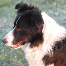 Border collie Mitzy