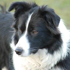 Border collie Mitzy