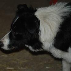 Border collie Mitzy