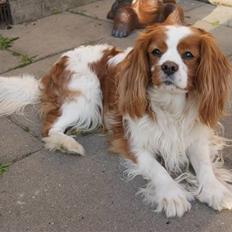 Cavalier king charles spaniel Simba R.I.P <3