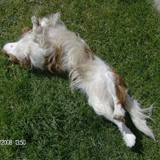 Cavalier king charles spaniel Simba R.I.P <3