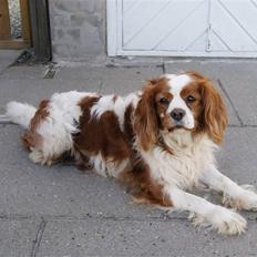 Cavalier king charles spaniel Simba R.I.P <3