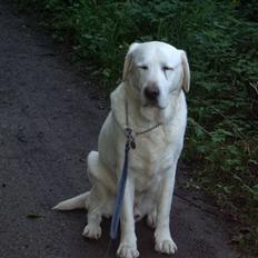 Labrador retriever Melicmark Make a move