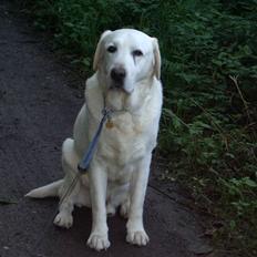 Labrador retriever Melicmark Make a move