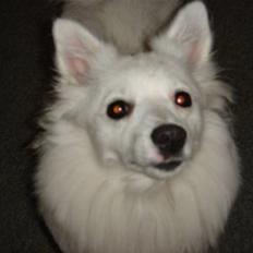 Volpino italiano molly