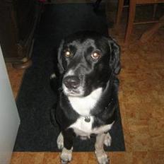 Blanding af racer charlie