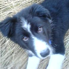 Border collie Balder