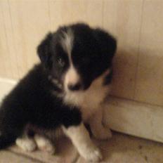 Border collie Balder