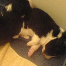 Border collie Balder