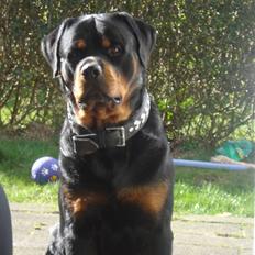 Rottweiler STUMP