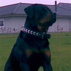 Rottweiler STUMP