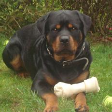 Rottweiler STUMP