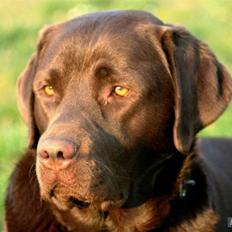 Labrador retriever Malthe