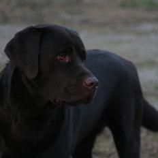 Labrador retriever Malthe
