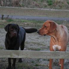 Labrador retriever Malthe