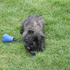 Cairn terrier Sofus