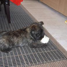 Cairn terrier Sofus