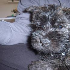 Cairn terrier Sofus
