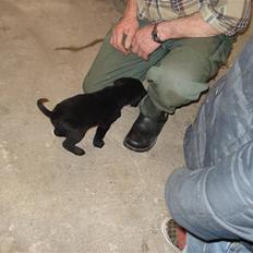 Labrador retriever sofus