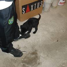 Labrador retriever sofus