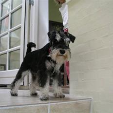 Dvaergschnauzer MOLLIE<3<3
