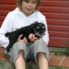 Dvaergschnauzer MOLLIE<3<3