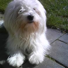 Coton de tulear '.noah.'