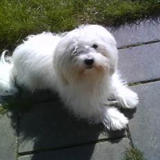 Coton de tulear '.noah.'