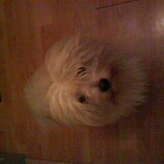 Coton de tulear '.noah.'