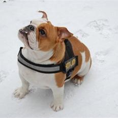 Engelsk bulldog Zoey
