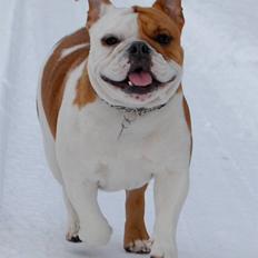 Engelsk bulldog Zoey