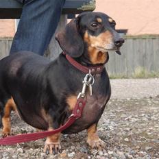 Gravhund åmosen claudia aka Emma