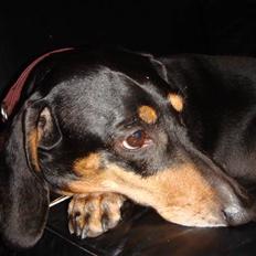 Gravhund åmosen claudia aka Emma