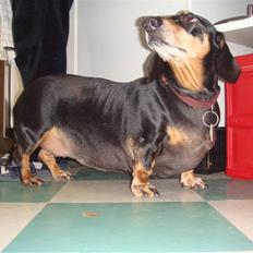 Gravhund åmosen claudia aka Emma