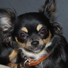 Chihuahua Bella