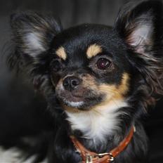 Chihuahua Bella