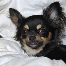 Chihuahua Bella
