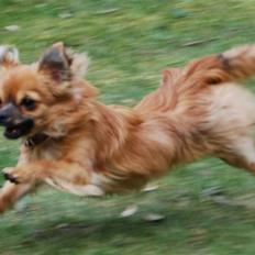 Chihuahua Ricko aka kongemand