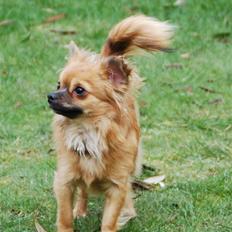 Chihuahua Ricko aka kongemand
