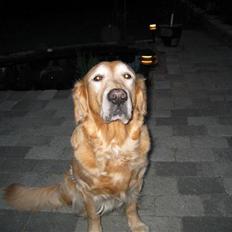 Golden retriever Daisy 12-06-2011 R.I.P.