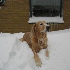 Golden retriever Daisy 12-06-2011 R.I.P.