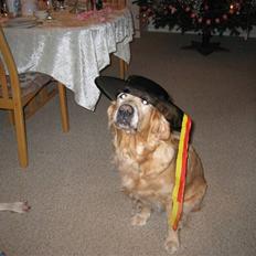 Golden retriever Daisy 12-06-2011 R.I.P.