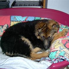 Schæferhund Bonnie  * R.I.P.*