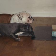 Amerikansk staffordshire terrier sparko