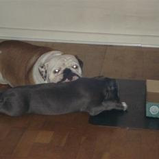 Amerikansk staffordshire terrier sparko