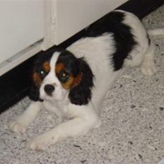 Cavalier king charles spaniel Annexgårdens Lea