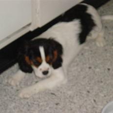 Cavalier king charles spaniel Annexgårdens Lea