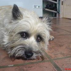 Cairn terrier Little Big Horn's Sigurd