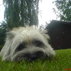 Cairn terrier Little Big Horn's Sigurd